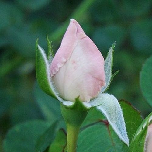 Rosa New Dawn - rózsaszín - Teahibrid virágú - magastörzsű rózsafa- csüngő koronaforma